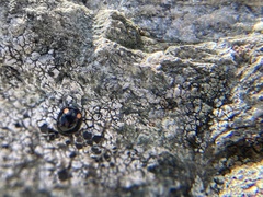 Hyperaspis bigeminata