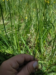 Agrostis canina