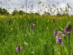 Dactylorhiza praetermissa