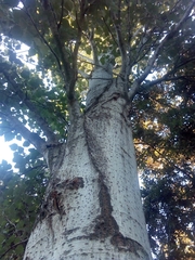 Populus alba