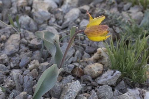 Image of Fritillaria glauca by (c) Arvel Hernandez, some rights reserved (CC BY)