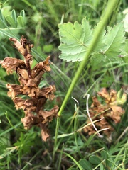Orobanche lutea
