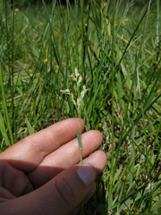 Agrostis canina
