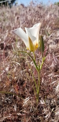 Calochortus nuttallii