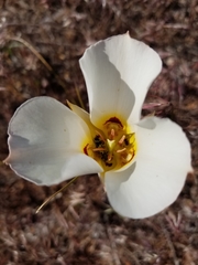 Calochortus nuttallii