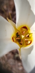Calochortus nuttallii