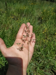 Agrostis canina