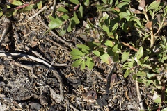 Arctostaphylos nevadensis