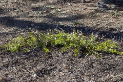 Arctostaphylos nevadensis