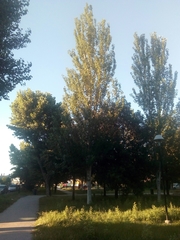 Populus alba