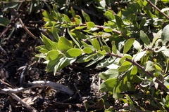 Arctostaphylos nevadensis