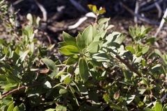 Arctostaphylos nevadensis
