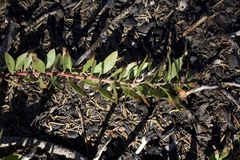 Arctostaphylos nevadensis