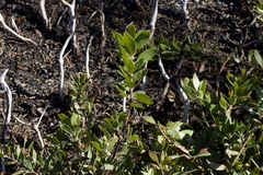 Arctostaphylos nevadensis