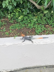 Agama agama