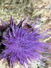 Rhodanthidium siculum