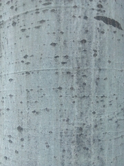 Populus alba