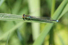 Enallagma antennatum
