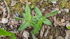 Hypochaeris maculata
