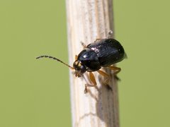 Cryptocephalus ocellatus