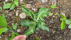 Hypochaeris maculata