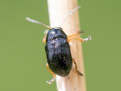 Cryptocephalus ocellatus