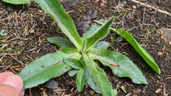 Hypochaeris maculata