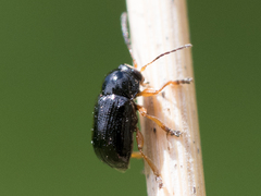 Cryptocephalus ocellatus