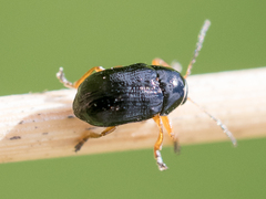 Cryptocephalus ocellatus