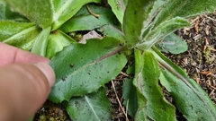 Hypochaeris maculata