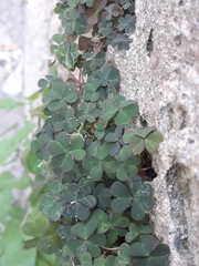 Oxalis corniculata