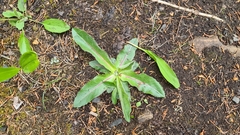 Hypochaeris maculata