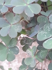 Oxalis corniculata