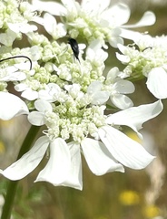 Orlaya grandiflora