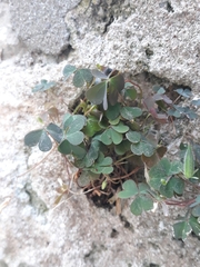Oxalis corniculata