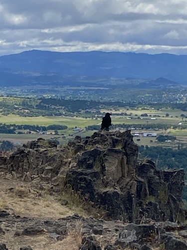 Common Raven photographed in Oregon
