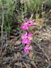 Silene scabriflora