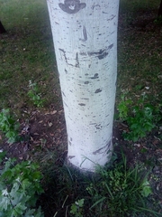 Populus alba