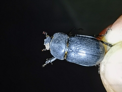 Eophileurus chinensis