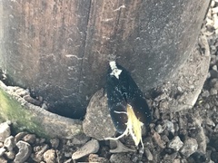 Phenacinae