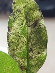 Leucoptera laburnella