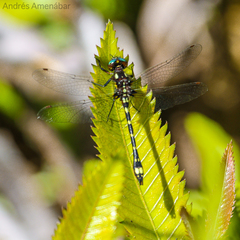 Gomphomacromia paradoxa