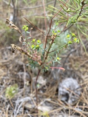 Euphorbia transtagana
