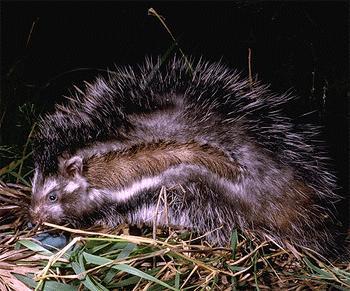 Crested Rat