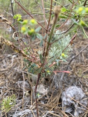 Euphorbia transtagana