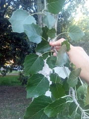 Populus alba