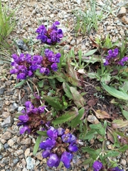 Prunella grandiflora