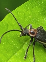 Brachysomida