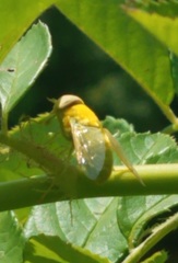 Chlorotabanus crepuscularis