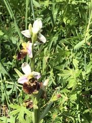 Ophrys fuciflora